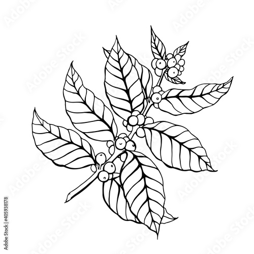 Vector coffee branch. Hand drawn line graphic element,black and white sketch. Illustration for desing,packege	