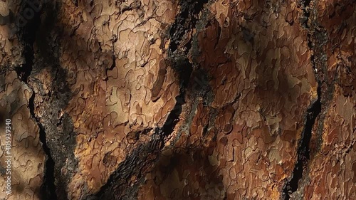 Sunlit pine tree bark showing rich brown tones and deep natural texture in close-up. Slider right to left.