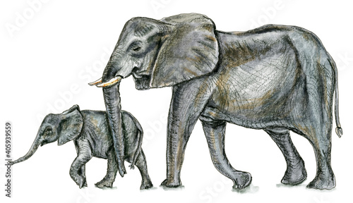 Mother and Child Elephants Illustration