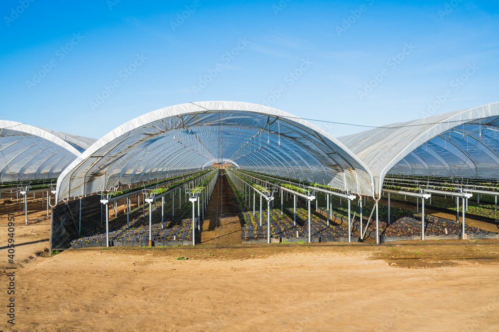 Greenhouses for young strawberry plants on the field in Santa Barbara County, California Greenhouses for young strawberry plants on the field in Santa Barbara County, California