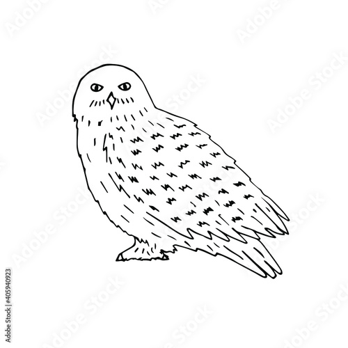 Vector hand drawn doodle sketch white polar snowy owl isolated on white background