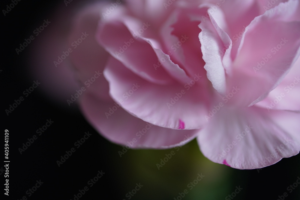 pink carnation flower closed up pink carnation flower closed up