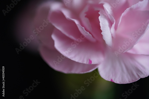 pink carnation flower closed up