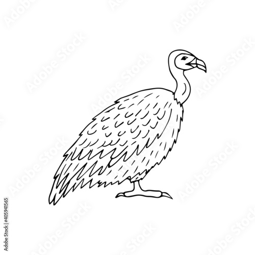 Vector hand drawn doodle sketch griffon vulture bird isolated on white background
