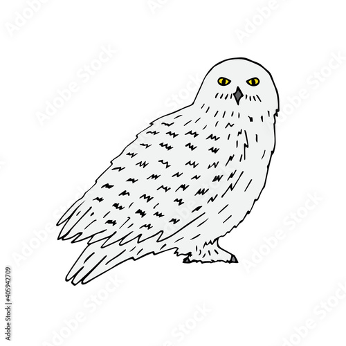 Vector hand drawn doodle sketch colored polar snowy owl isolated on white background