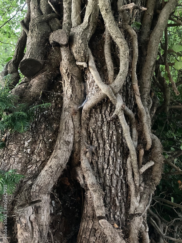 Hugging tree with vines