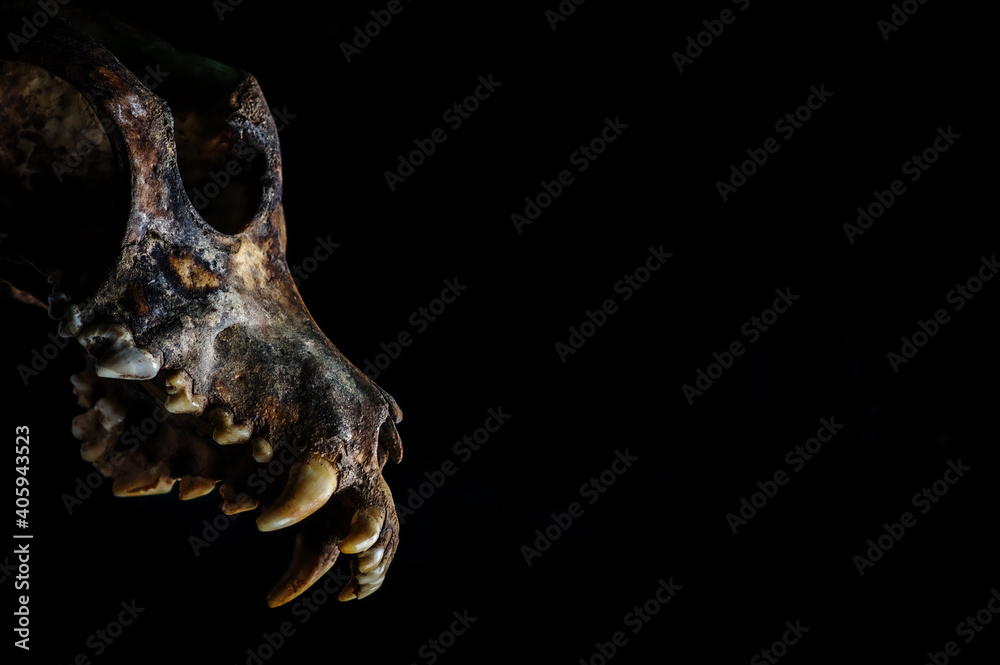 Ancient earthy dog skull, jawless, natural look
