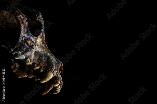 Ancient earthy dog skull, jawless, natural look 