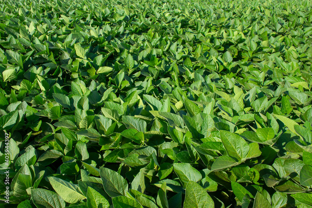 soy plantation in the state of Mato Grosso do Sul, Brazil soy plantation in the state of Mato Grosso do Sul, Brazil