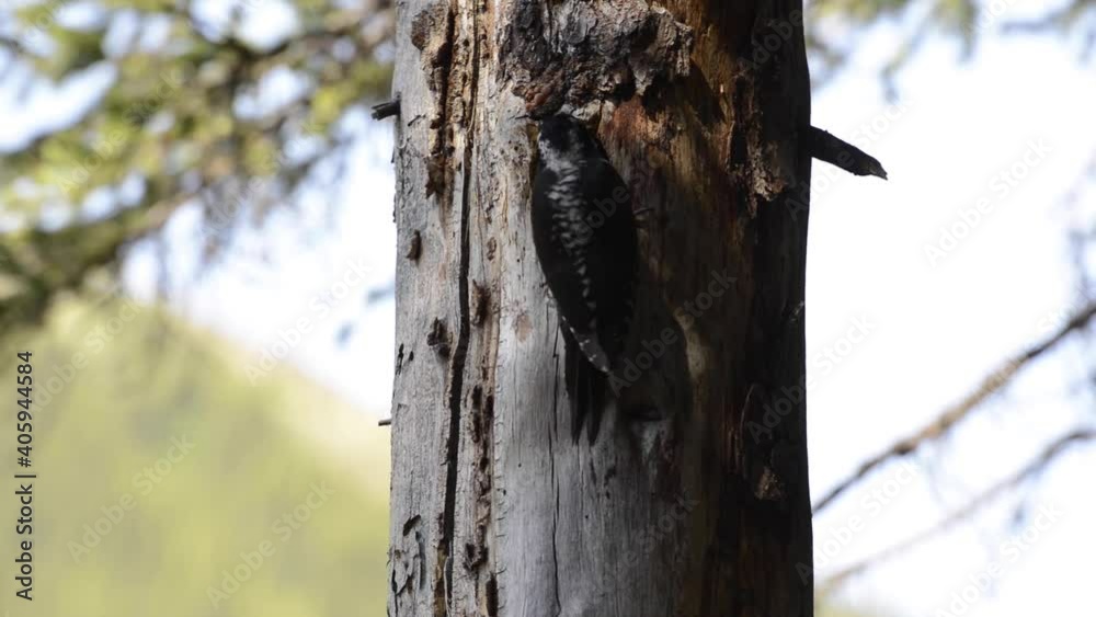 Three toed woodpecker in the Canadian Rockies Three toed woodpecker in the Canadian Rockies