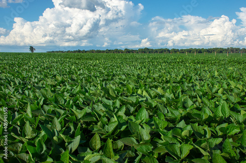 soy plantation in the state of Mato Grosso do Sul, Brazil