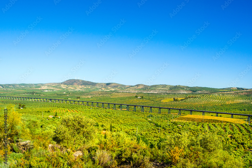 Fototapeta premium Green vegetable plantation in Spain