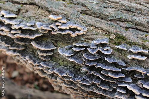 Mushrooms growing on log outdoor fall
