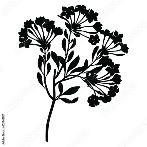 Branch of flowers. Plumbago capensis. Black silhouette on white background.