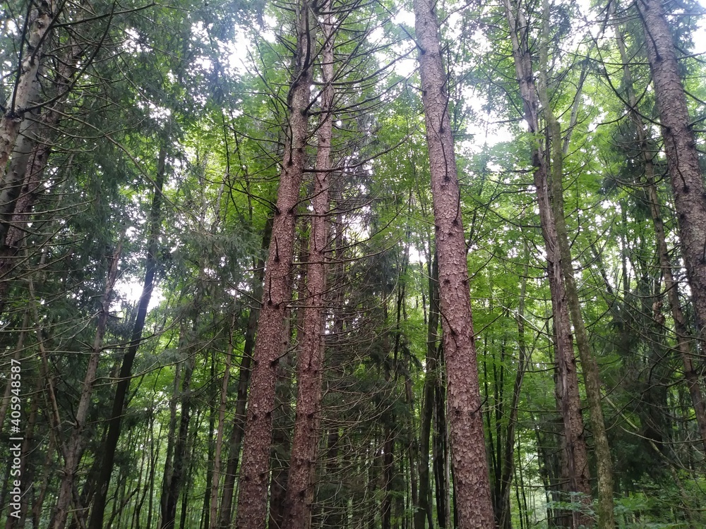 trees in the forest trees in the forest