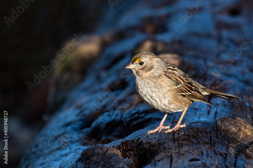 Sparrow (Zonotrichia atricapilla) at Esquimalt Lagoon, in Canada photo