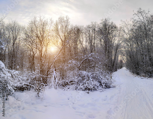 Winter landscape panorama of snow and sun . The sun peeks out from behind the trees. Nature. Snow valley. Winter screensaver. article about winter tourism and recreation © alenka2194