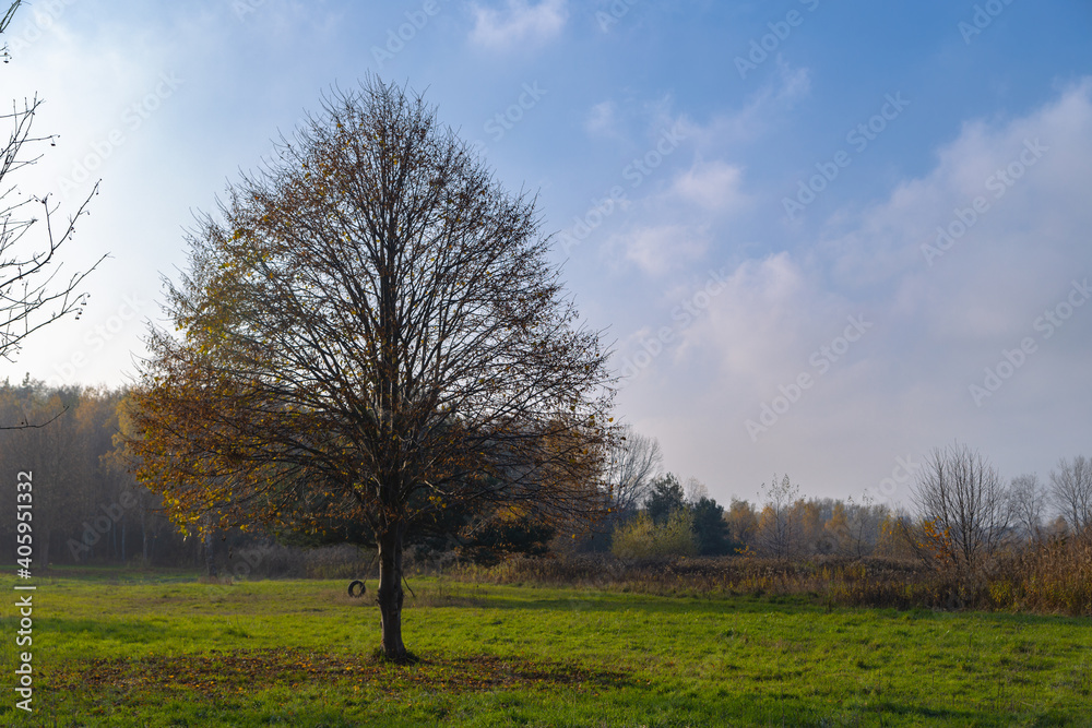 landscape with tree without leaves on a green field in sunny autumn weather landscape with tree without leaves on a green field in sunny autumn weather