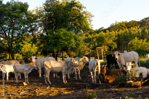 herd of cows