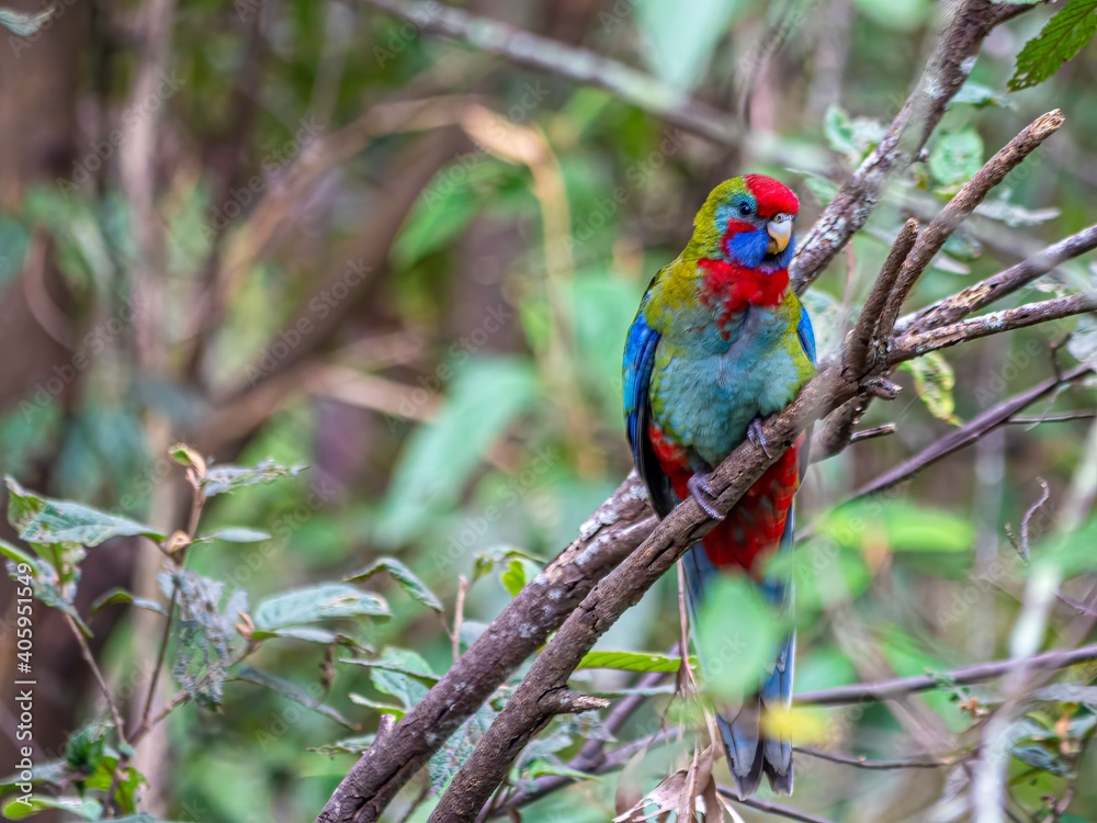 Multi Colored Parrot Vertical. Multi Colored Parrot Vertical.