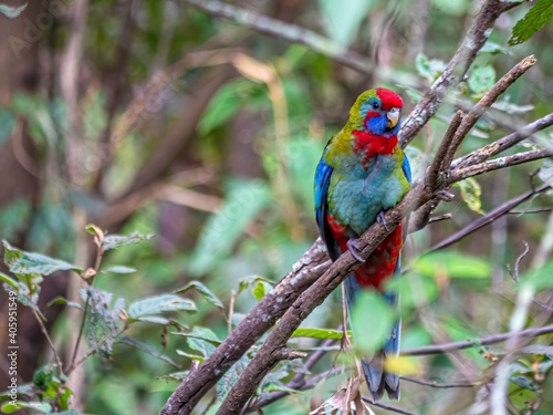 Multi Colored Parrot Vertical.