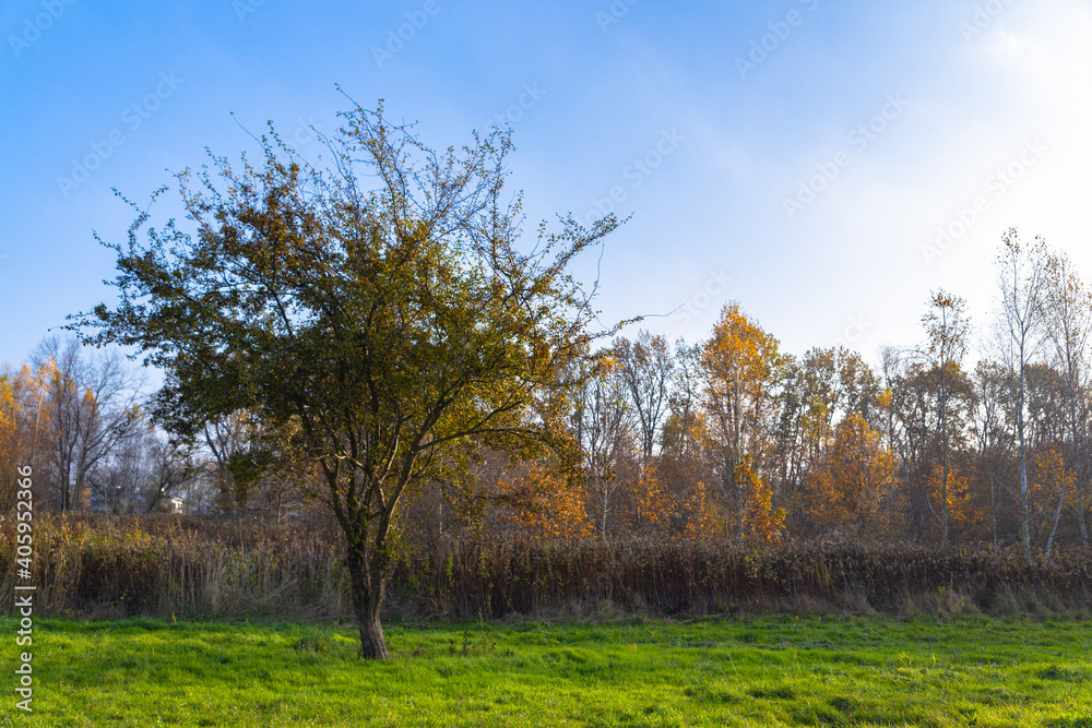 landscape with tree without leaves on a green field in sunny autumn weather