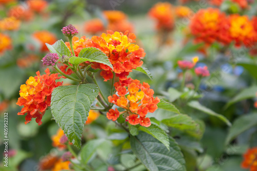 Selective focus closeup of the Lantana flowersb photo