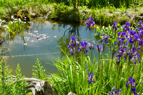 Near-natural garden pond - Naturnaher Gartenteich photo