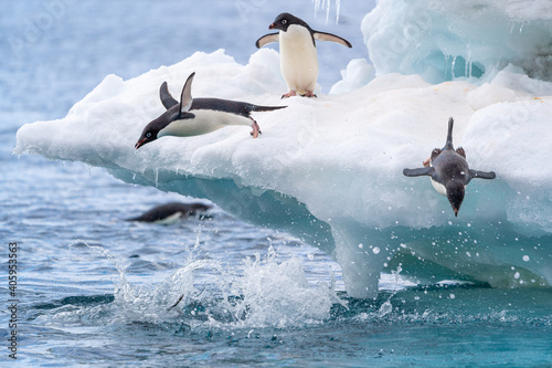 Adelie penguins play and dive from an iceberg in Antarctica