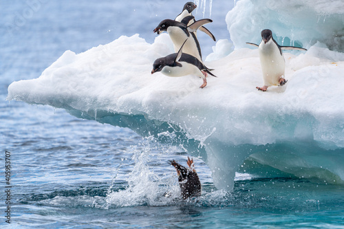Photos One adelie penguin lands awkwardly in the water as two of its friends dive in an