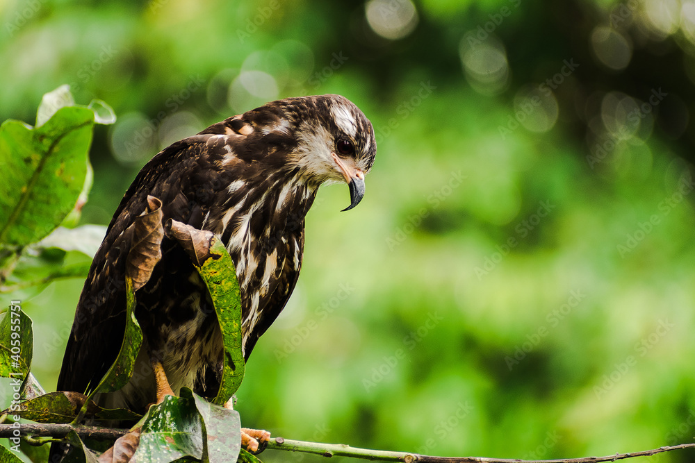 Fototapeta premium eagle on a branch