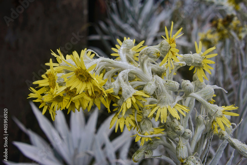 Senecio niveoaureus growing in the 