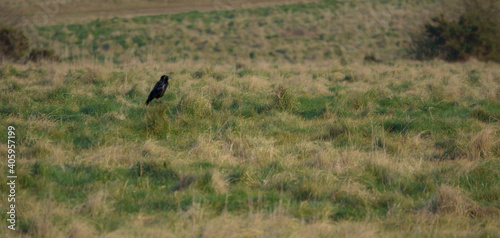 uk crow in a green grass meadow on Salisbury Plain 