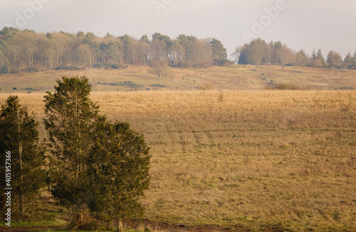 scenic view over tree lines towards Sidbury Hill  Salisbury Plain 