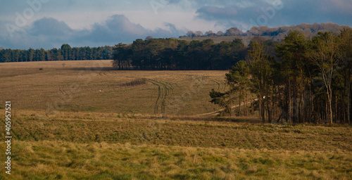scenic view over tree lines towards Sidbury Hill  Salisbury Plain 