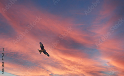 buzzard riding thermals set against beautiful autumn red and a blue sky 