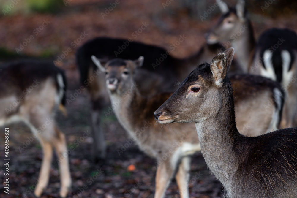 Group of female doe deer dammwild in the forest
