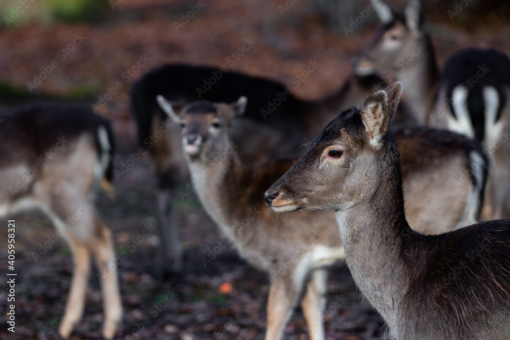 Group of female doe deer dammwild in the forest Group of female doe deer dammwild in the forest