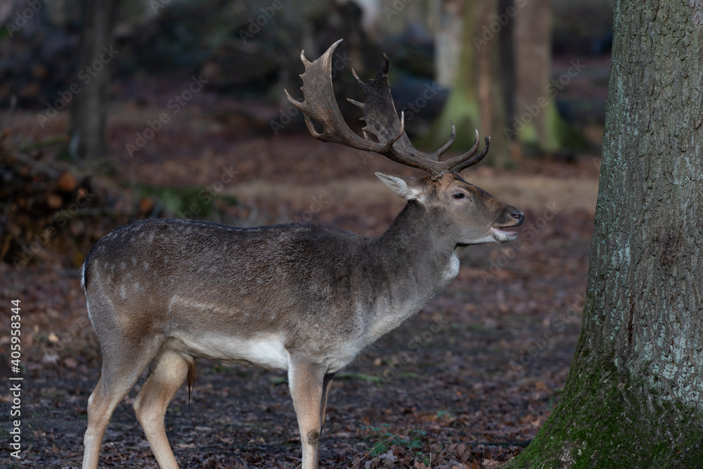 Single male deer with big antlers in the forest wild Single male deer with big antlers in the forest wild