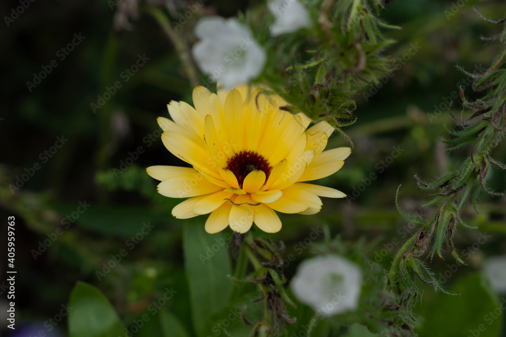 yellow flower in the garden