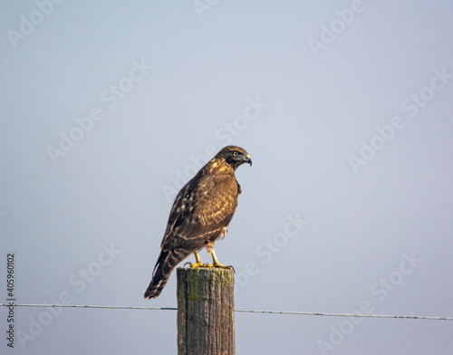 red tailed hawk