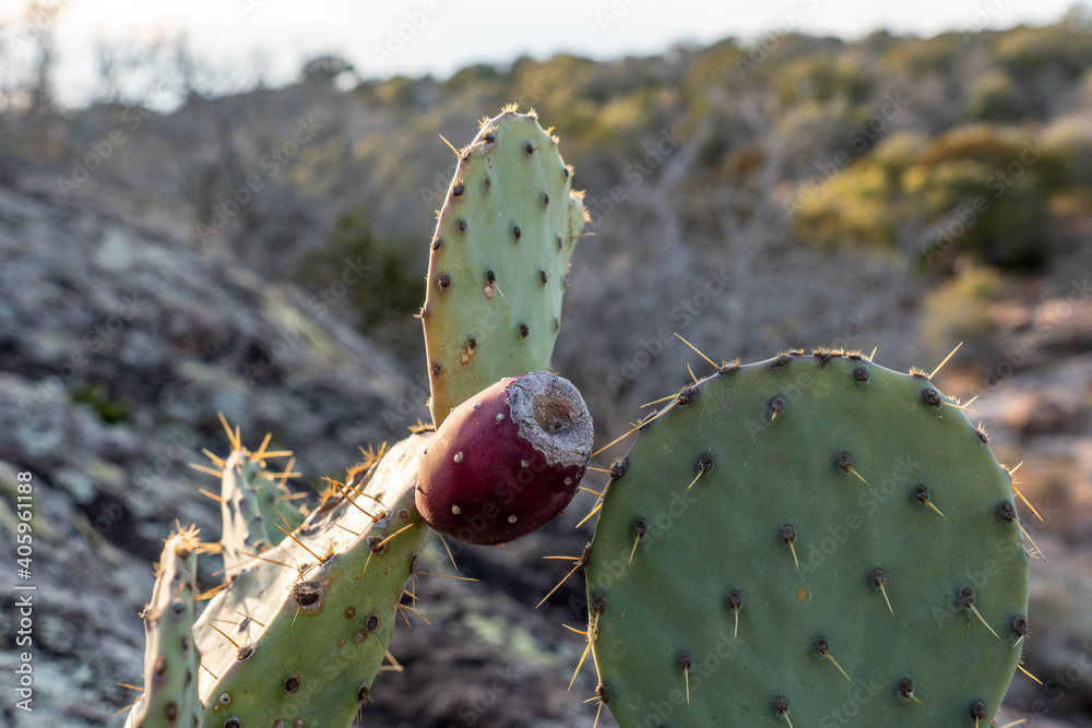 Prickly pear fruit on a plant with super sharp spines, Inks Lake State Park, Texas Prickly pear fruit on a plant with super sharp spines, Inks Lake State Park, Texas