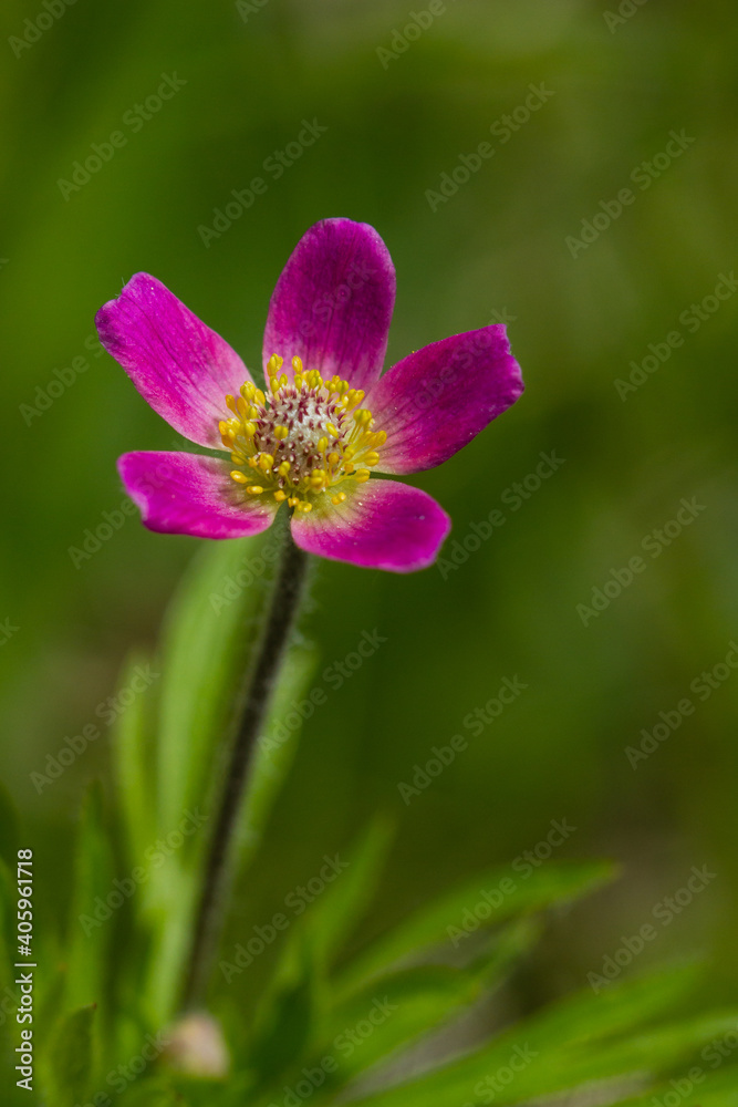 Solitary Wind Flower in the Rocky Mountain region of Alberta