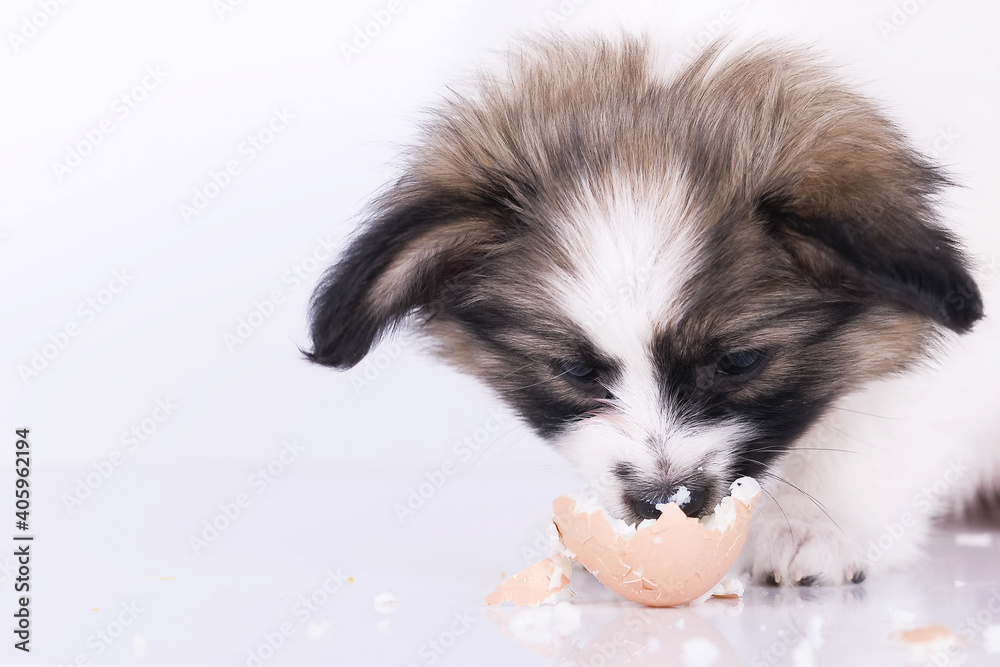 Papillon dog puppy on a white background The dog is eating the egg Papillon dog puppy on a white background The dog is eating the egg