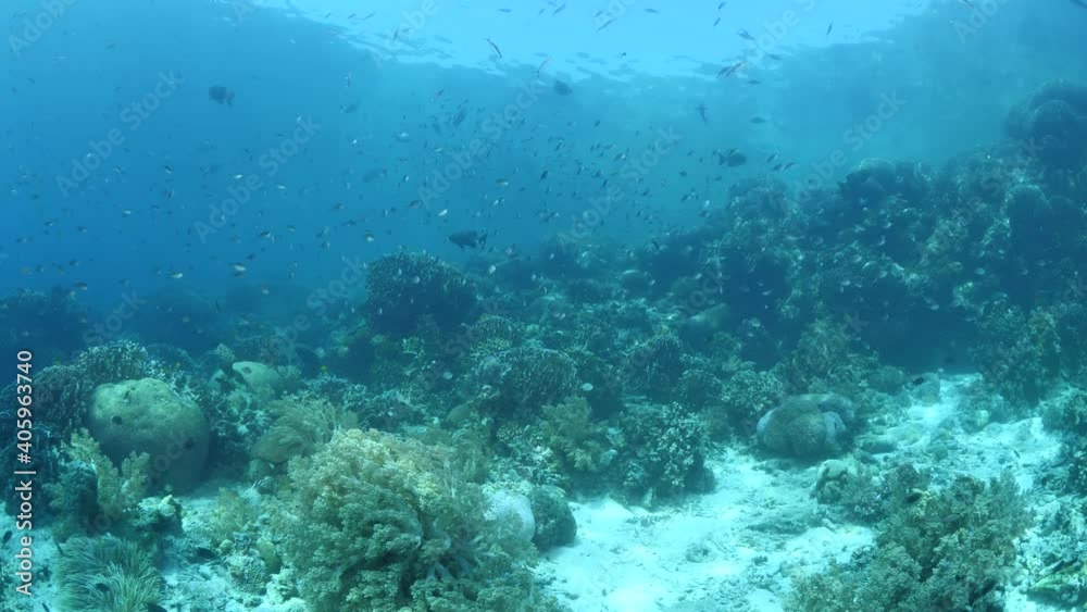 soft and hard coral scenery underwater tropical waters ocean scenery wildlife with fish around