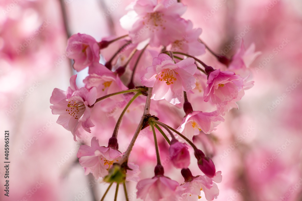 Naklejka premium 風景素材 三井寺の桜