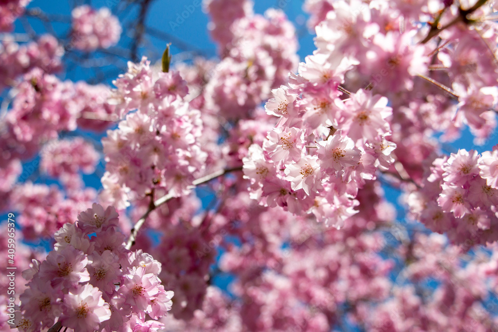 風景素材　三井寺の桜