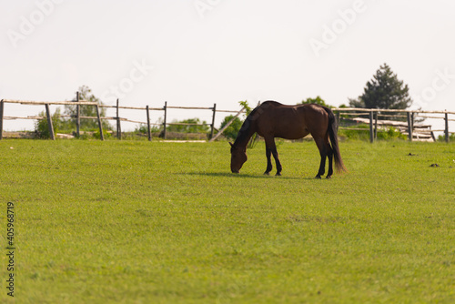 Horse grazing in the pasture. Brown horse on the background of a wooden fence