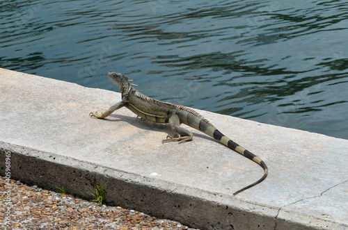 Wild green iguana on a seawall in Miami, Florida