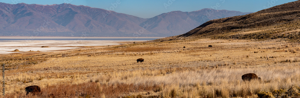 American bison grazing on the prairie - panorama American bison grazing on the prairie - panorama